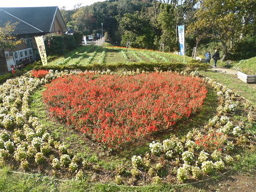 恋人岬の赤い彩りの花々のハートの花畑