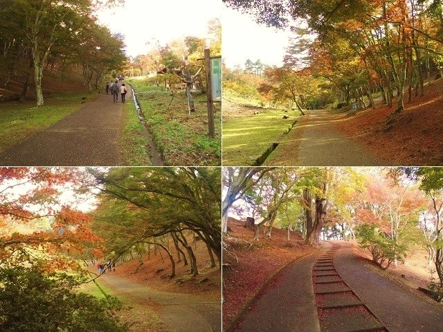修善寺自然公園の紅葉：園内散策路（上り坂など）の様子