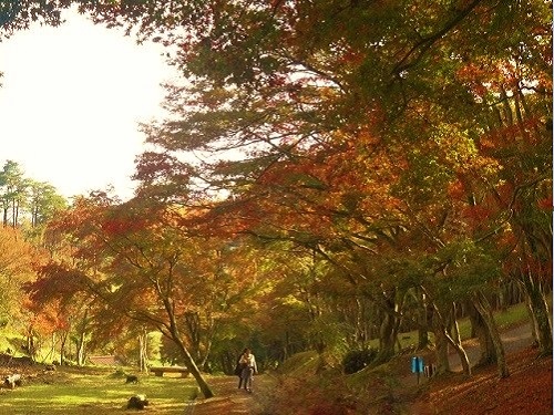 修善寺自然公園の紅葉：園内散策路沿いを彩る紅葉景色