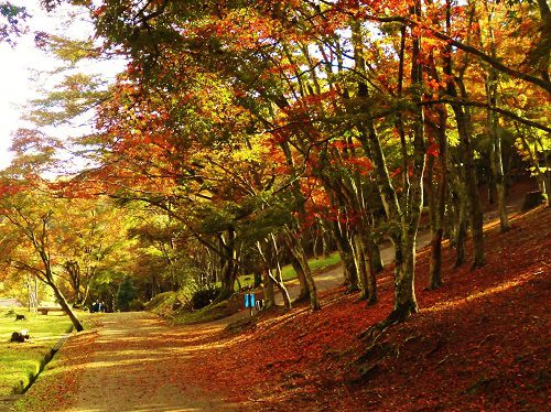 修善寺自然公園の紅葉