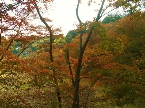 修善寺自然公園の紅葉：一段高い位置から眺めた紅葉景色