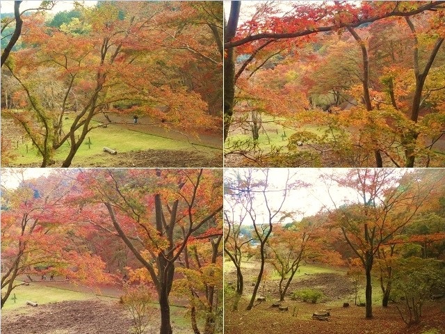 修善寺自然公園の紅葉：見頃を迎えていた園内の木々の色づき