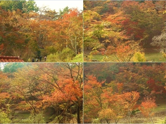修善寺自然公園の紅葉：木々が色づいていた箇所をチョイスしてお伝えしています