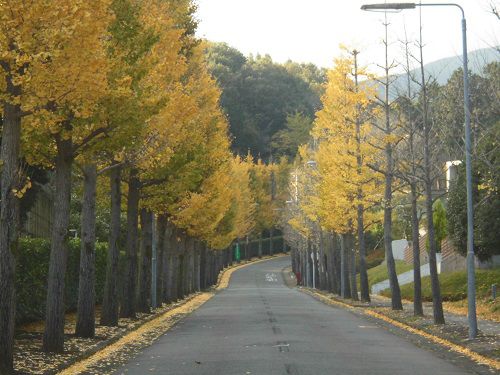駿河平大通りの紅葉：長い距離続くイチョウ並木