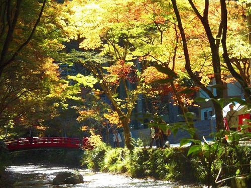 小國神社の紅葉：赤橋（宮川沿いに架かる赤い橋付近）と紅葉景色