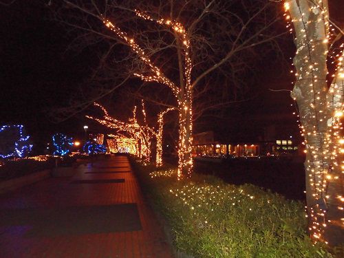 蓮華寺池公園のイルミネーション：並木に彩られたイルミネーション