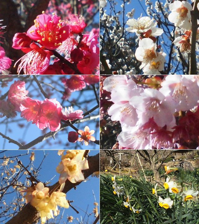 熱海梅園にて、見頃を迎えていた「あたみ桜」に「ロウバイ」、そして「スイセン」