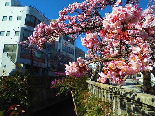 あたみ桜：糸川遊歩道沿いにて、花開いていた「あたみ桜」の様子
