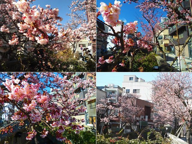 あたみ桜：糸川遊歩道沿いの花開いていたあたみ桜をチョイスしてお伝えしています。