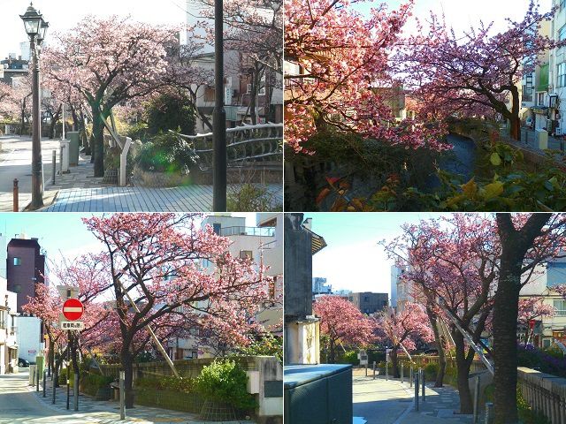 あたみ桜：糸川遊歩道沿いにて花開いていたあたみ桜をチョイスしてお伝えしています。