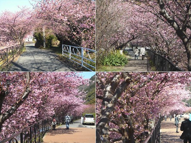 河津桜：見頃を迎えていた河津桜をチョイスしています。