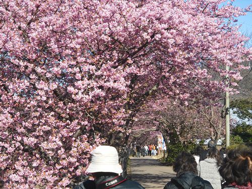 河津桜：見頃を迎えていた河津桜の並木道