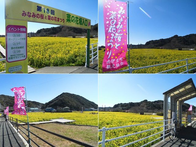 南伊豆町日野の菜の花畑：広いスペース一面に咲き誇る黄色い菜の花畑