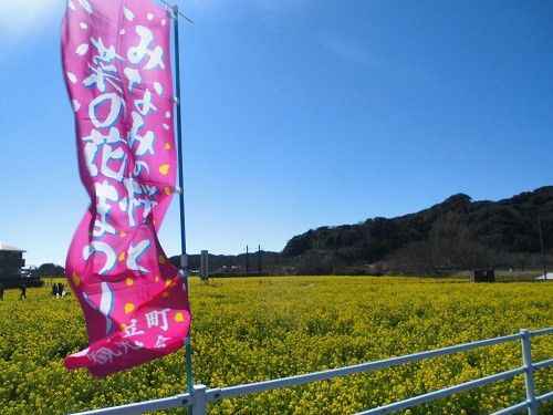 南伊豆町日野の菜の花畑：上り旗含む