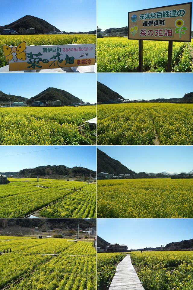 南伊豆町日野の菜の花畑：良く晴れた青空の下、見頃を迎えていた菜の花畑