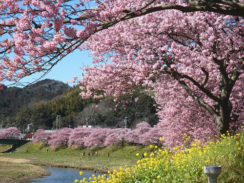 みなみの桜：青野川沿いの河津桜と菜の花の競演（みなみの桜）