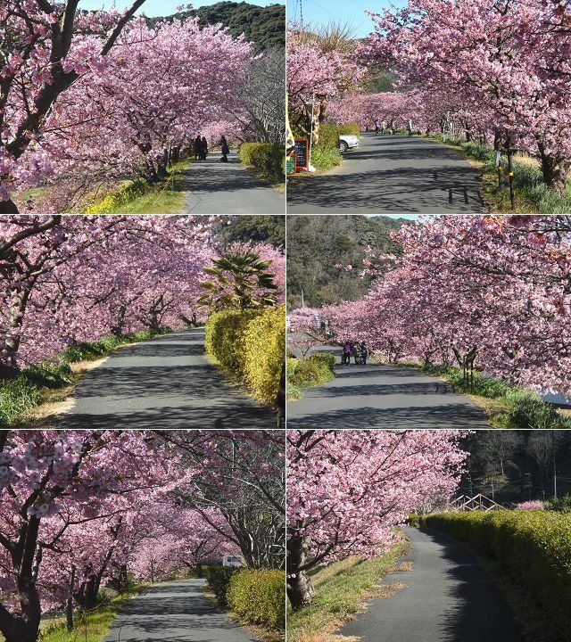 みなみの桜：満開の河津桜の並木道（みなみの桜）