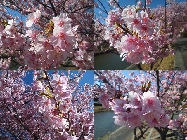 みなみの桜：近寄って眺めた河津桜の花々（みなみの桜）