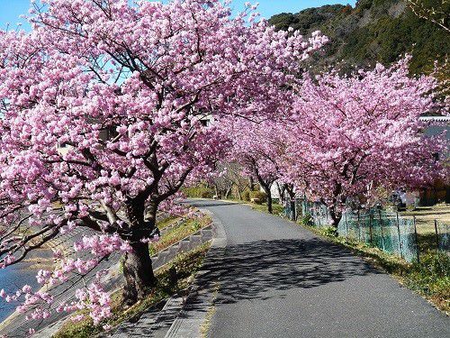 みなみの桜（散策路）