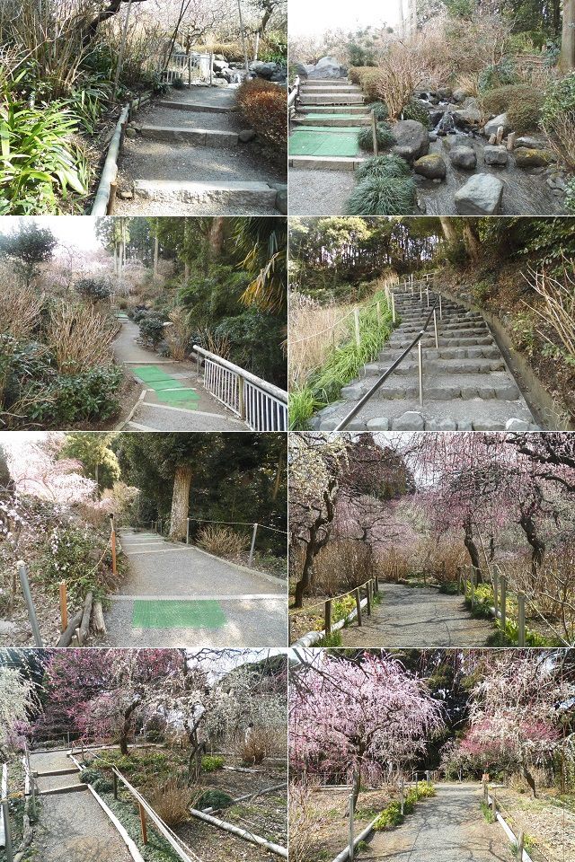 龍尾神社しだれ梅：花庭園内の散策路の様子を集めています