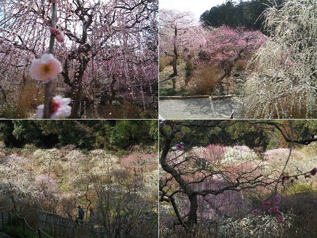 龍尾神社しだれ梅にて、満開を迎えていた梅の花々をお伝えしています