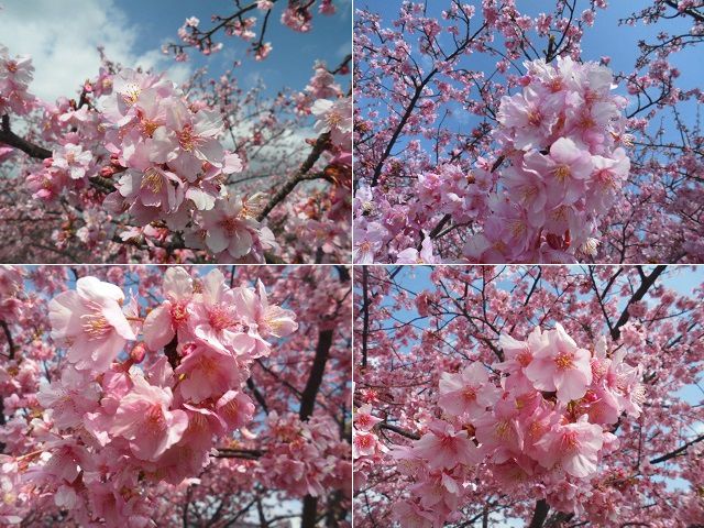 山の手さくら（河津桜同種） にて近寄って眺めた河津桜の花々