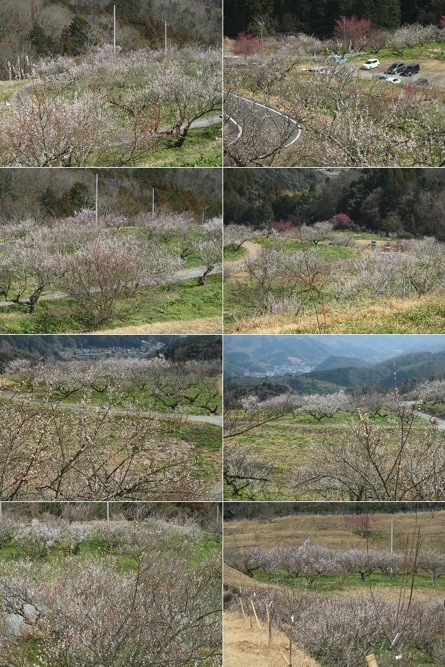 伊豆月ケ瀬梅林にて、色付いていた梅の花景色を選んでお伝えしています