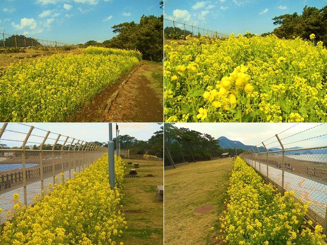 沼津御用邸記念公園、菜の花畑：見頃を迎えていた菜の花畑を選んでお伝えしています
