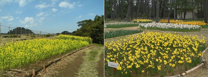 沼津御用邸記念公園の菜の花と西洋水仙