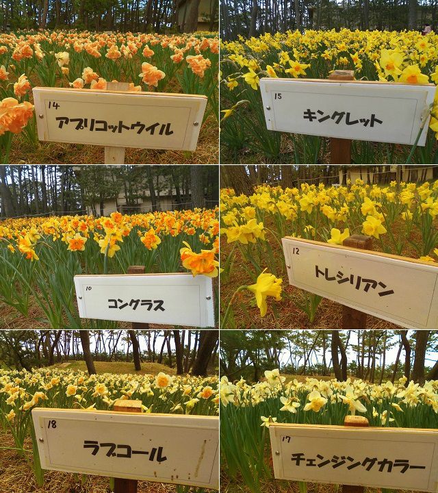 沼津御用邸記念公園の西洋水仙：色々な名前が付けられた西洋水仙