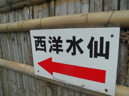 沼津御用邸記念公園の西洋水仙への誘導看板