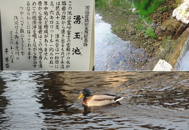 富士山本宮浅間大社のカモと国指定特別天然記念物の湧玉池