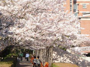 静岡県立大学隣り（芝生広場）の桜：見頃全開を迎えていた桜並木の様子
