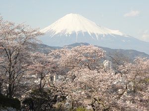 清水船越堤公園の桜：園内の桜と富士山の競演景色