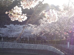 清水船越堤公園の桜：池周り散策路沿いにて見頃を迎えていた桜の花々