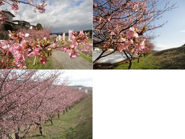 かんなみの桜の並木道の場面ごと