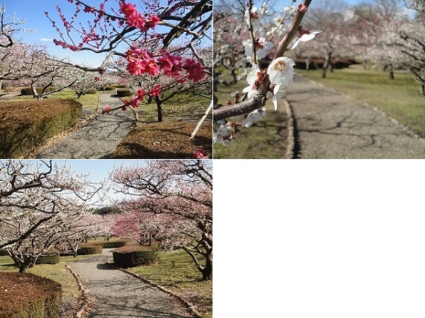 岩本山公園の梅園：園内梅園エリアの遊歩道と梅園風景