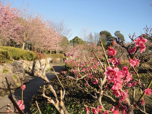 富士西公園での梅の花