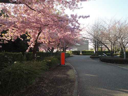米之宮公園の桜景色（早咲き桜）