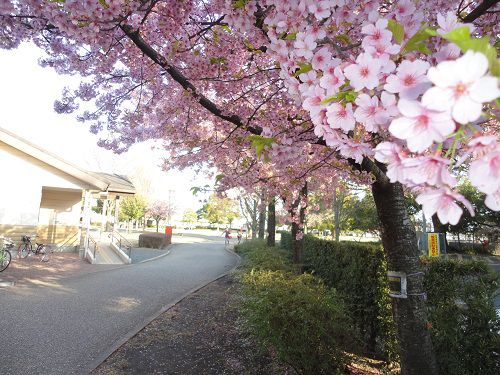 米之宮公園の早咲き桜（遊歩道沿い）