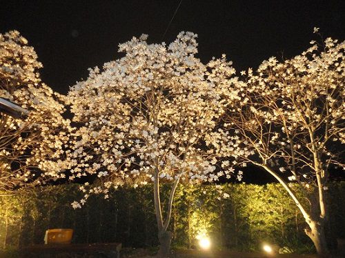 十輪寺のモクレン：ライトアップされた木蓮