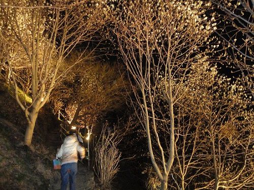 十輪寺のモクレン：山肌に咲くライトアップされた木蓮下を歩いています