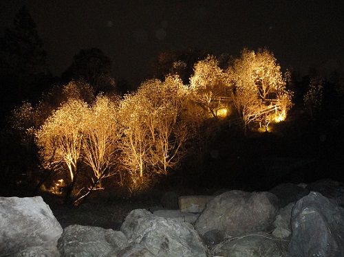 十輪寺のモクレン：ライトアップされた山肌のハクモクレン