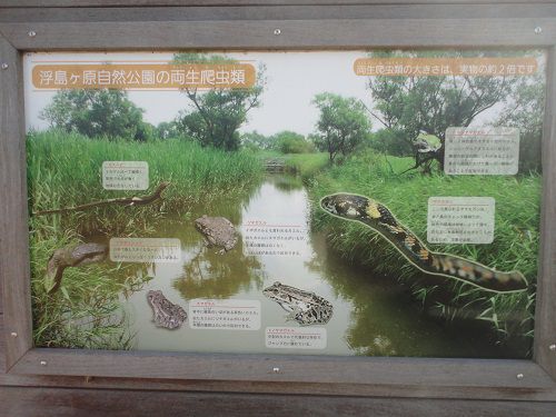 浮島ヶ原自然公園での公園の両生爬虫類と題された案内看板