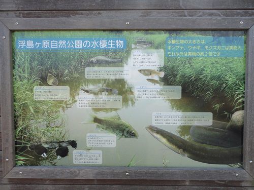 浮島ヶ原自然公園での公園の水棲（すいせい）生物の案内看板