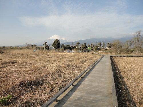 浮島ヶ原自然公園での正面に富士山