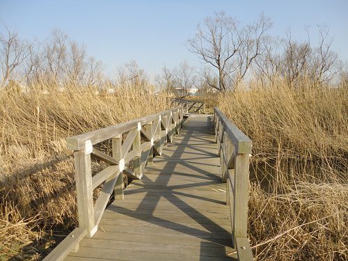 浮島ヶ原自然公園の木の小さい橋