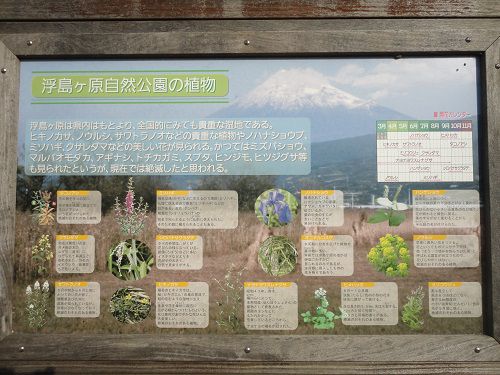 浮島ヶ原自然公園での植物の数々の案内看板