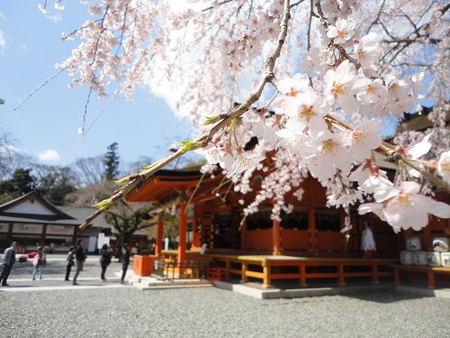 富士山本宮浅間大社と桜の花