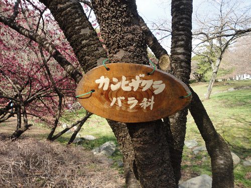 岩本山公園の寒緋桜（バラ科）
